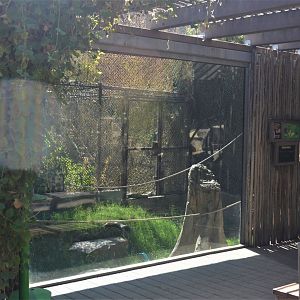 Red Ruffed Lemur Habitat