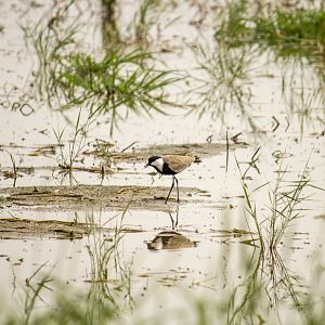 Spur-winged lapwing, Vanellus spinosus