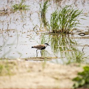 Spur-winged lapwing, Vanellus spinosus