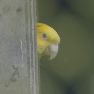 Yellow-headed Amazon, August 2018