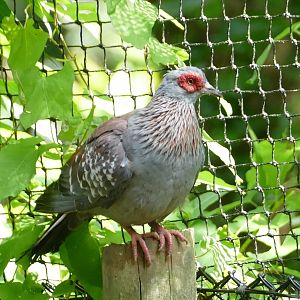 Speckled pigeon, August 2018