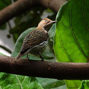 Violet-backed Starling female