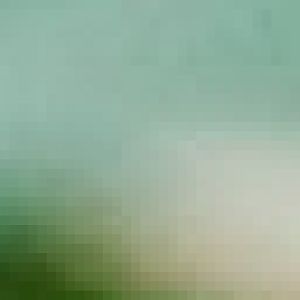 Violet-backed Starling  male