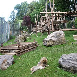 Barbary Macaque Enclosure at Beauval, 12/06/18