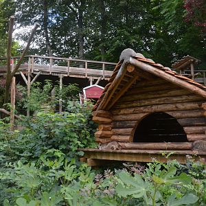 Northern Raccoon Enclosure at Beauval, 12/06/18