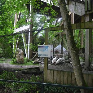 Siberian Crane Enclosure at Beauval, 12/06/18