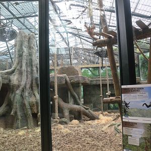 Orang and Gibbon Enclosure at Beauval, 12/06/18