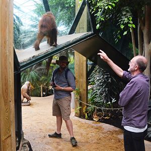 Ape Overpass at Beauval, 12/06/18