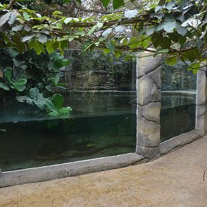 Alligator Enclosure at Beauval, 12/06/18