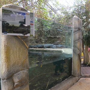 Alligator Enclosure at Beauval, 12/06/18
