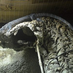 Blue Tree Monitor at Beauval, 12/06/18