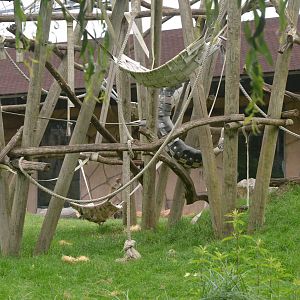 Gorilla and Patas Monkey Enclosure at Beauval, 12/06/18