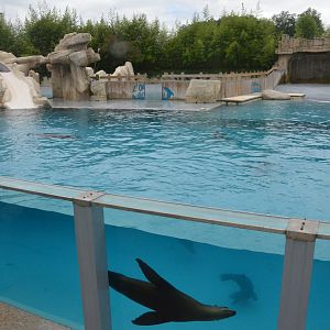 Sea Lion Arena at Beauval, 12/06/18