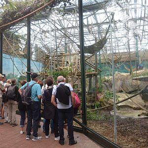 Gorilla and Patas Monkey Enclosure at Beauval, 12/06/18