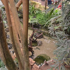 Stingray Pool in Gorilla and Manatee House at Beauval, 12/06/18