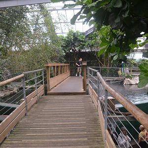 Upper Level Manatee Viewing at Beauval, 12/06/18