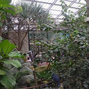 Gorilla and Manatee House Interior at Beauval, 12/06/18