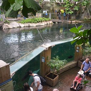 Manatee Pool at Beauval, 12/06/18