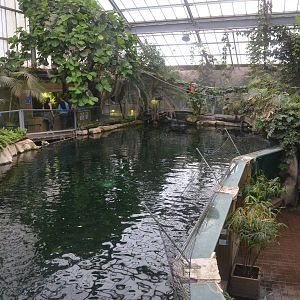 Manatee Pool at Beauval, 12/06/18