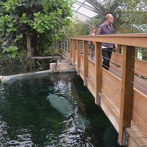 Upper Level Manatee Viewing at Beauval, 12/06/18