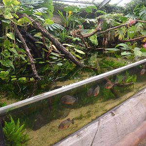 Open-topped Piranha Tank at Beauval, 12/06/18