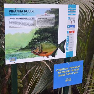 Signage on Open-topped Piranha Tank at Beauval, 12/06/18