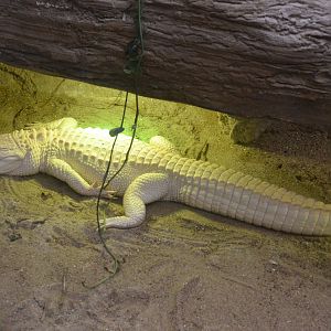 White American Alligator at Beauval, 12/06/18