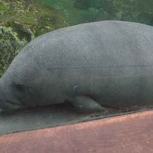 Young West Indian Manatee at Beauval, 12/06/18