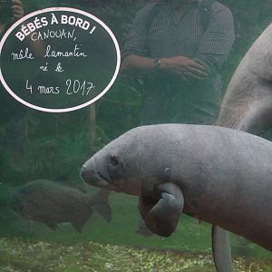 Young West Indian Manatee at Beauval, 12/06/18