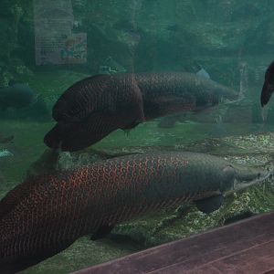 Arapaima at Beauval, 12/06/18