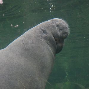 West Indian Manatee at Beauval, 12/06/18