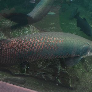Arapaima at Beauval, 12/06/18