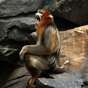 golden snub-nosed monkey (Rhinopithecus roxellana)