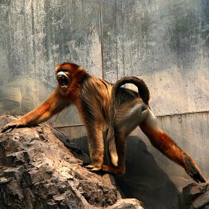 golden snub-nosed monkey (Rhinopithecus roxellana)