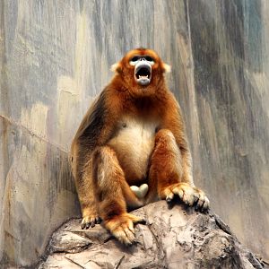 golden snub-nosed monkey (Rhinopithecus roxellana)