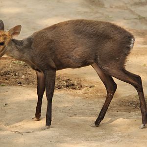 hairy-fronted muntjac or black muntjac (Muntiacus crinifrons)