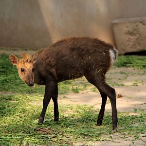 hairy-fronted muntjac or black muntjac (Muntiacus crinifrons)