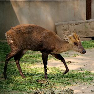 hairy-fronted muntjac or black muntjac (Muntiacus crinifrons)