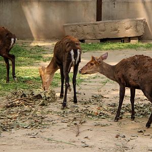 hairy-fronted muntjac or black muntjac (Muntiacus crinifrons)