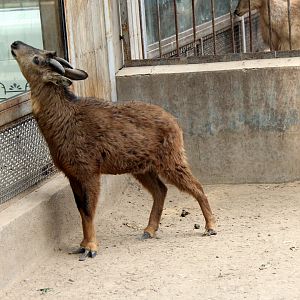 red goral (Naemorhedus baileyi cranbrooki)