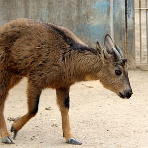 red goral (Naemorhedus baileyi cranbrooki)