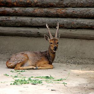Chinese Roe Deer (Capreolus pygargus bedfordi)