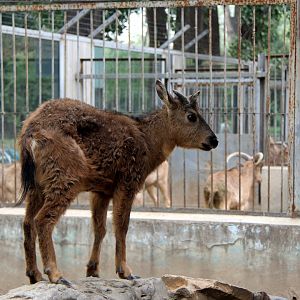 red goral (naemorhedus baileyi cranbrooki)