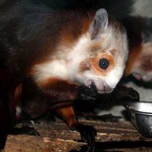 red and white giant flying squirrel (Petaurista alborufus)