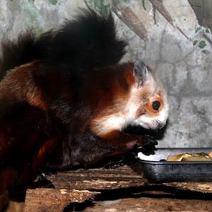 red and white giant flying squirrel (Petaurista alborufus)