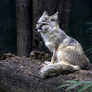corsac fox (Vulpes corsac)