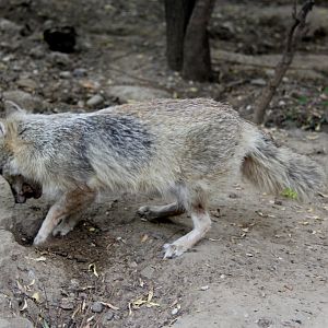 corsac fox (Vulpes corsac)