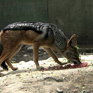 black-backed jackal (Canis mesomelas)