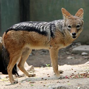 black-backed jackal (Canis mesomelas)