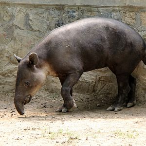 Baird's tapir (Tapirus bairdii)
